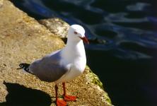 Seagull by the water's edge