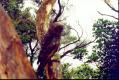 Blurry image of a Kaka on a close branch. (51 Kb jpeg)