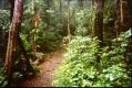 A forest path on Kapiti Island. (65 Kb jpeg)