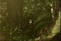 A Robin (Toutouwai) on the forest floor. (42 Kb jpeg)